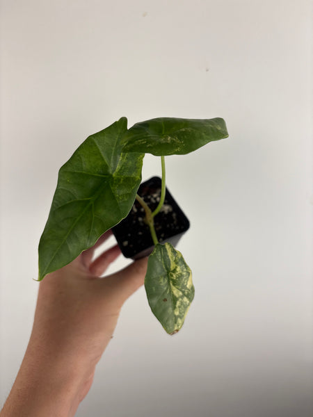 Alocasia Metallic blue aurea