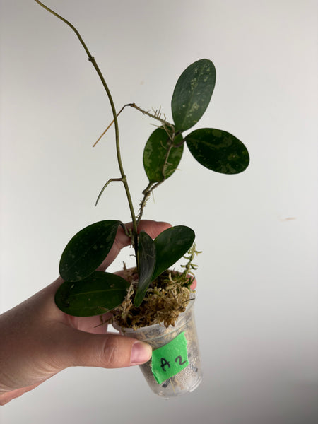 hoya elliptica splash A2