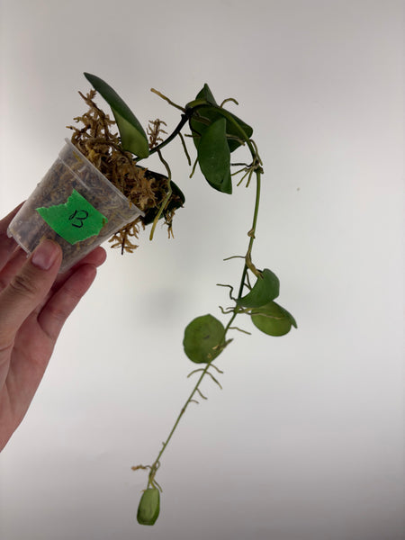 hoya kastbergii B