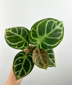 Anthurium silver hope x doryaki A3