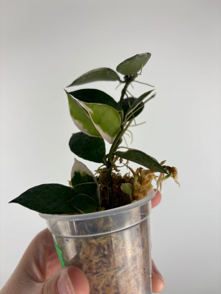 Hoya lacunosa 'Asami' (Wonosobo) 6