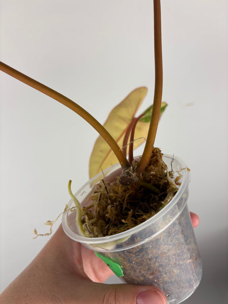 Philodendron billietiae variegated C