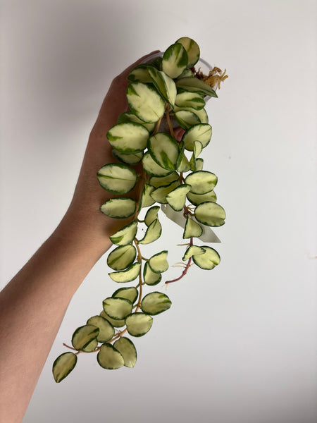 hoya Mathilde variegated