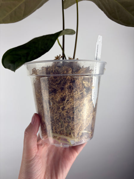 Anthurium papillilaminum (mint) x papillilaminum