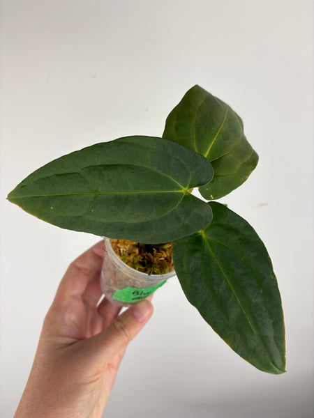 Anthurium blue papi B