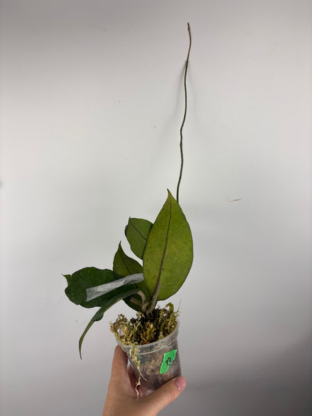 Hoya sp aceh shogun B1