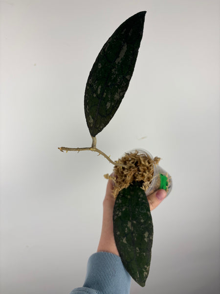 hoya clemensorium aceh splash C