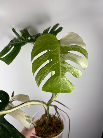 Monstera albo 9