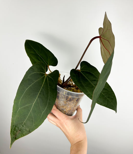 Anthurium Blue papillilaminum x papillilaminum A