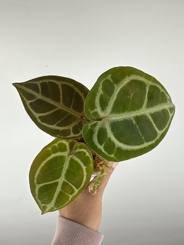 Anthurium kos x red crystal 8