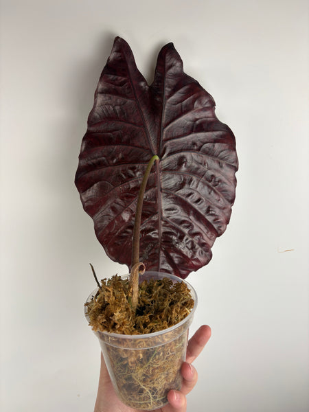 Alocasia suhirmaniana sp Sulawesi
