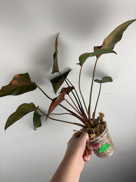 Homalomena pink diamond (Thailand) H