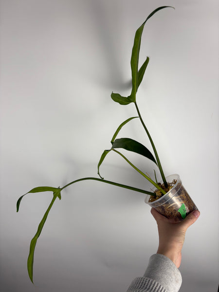 Philodendron holtonianum A