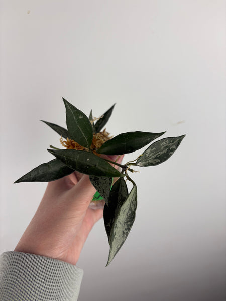 hoya lacunosa middle silver B