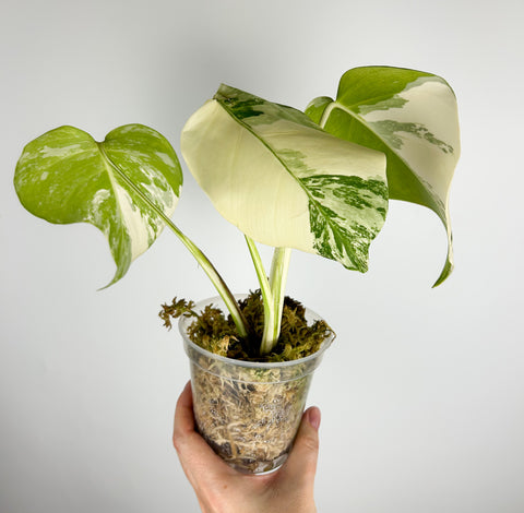 Monstera albo B