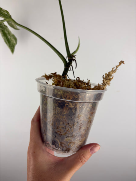 Amydrium variegated