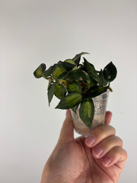 Hoya lacunosa golden flame 5