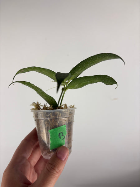 hoya pandurata silver B