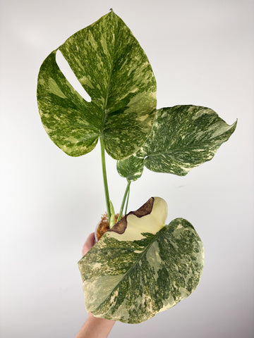 Monstera deliciosa green snow C