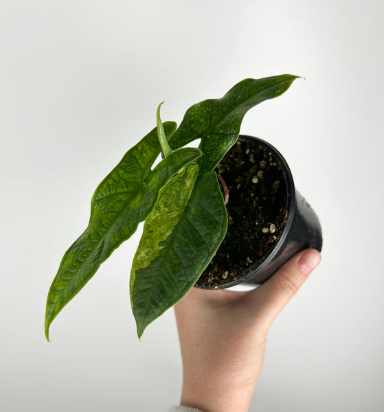 Alocasia Sulawesi green carpet Variegated