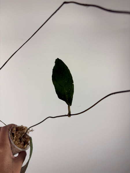 Hoya tanggamus patok besi 4