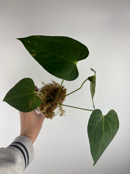 Anthurium dark pheonix x nero C