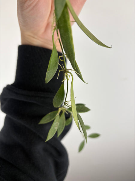 hoya tsangii albomarginata B
