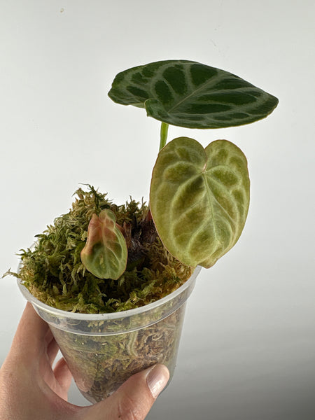 Anthurium silver blush x red crystal 9A