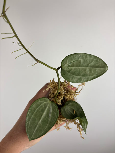 Hoya Latifolia silver D