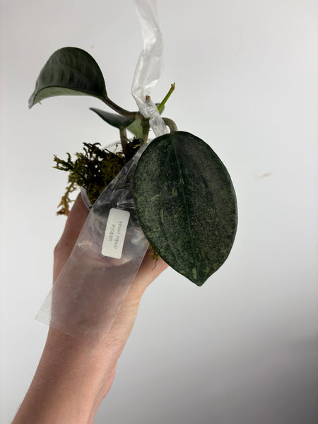 Hoya Latifolia 'rimba perak' A2