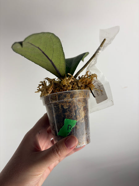 Hoya Tanggamus high splash B