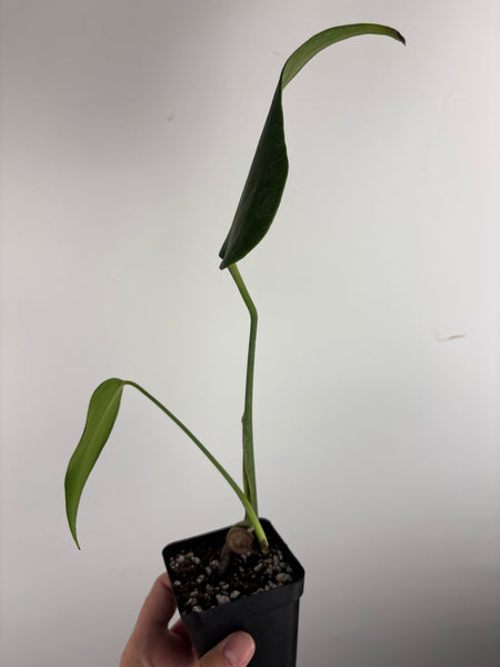 Philodendron burle marx flame