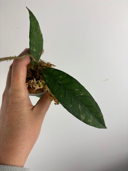 hoya sp aceh gunung genting A