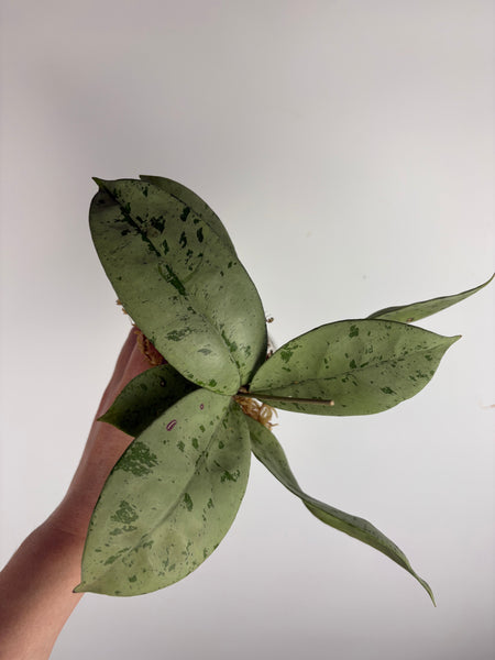 hoya crassipetiolata silver from seed