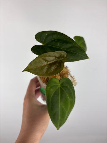Anthurium legend x fort sherman 4