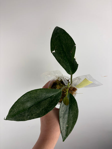 Hoya Latifolia 'rimba perak' C