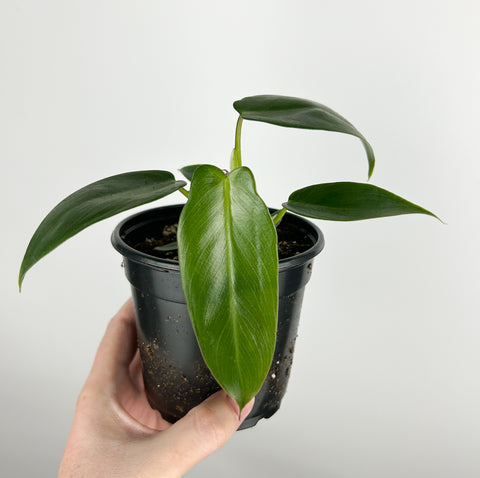 Philodendron Spiritus Sancti 4 inch