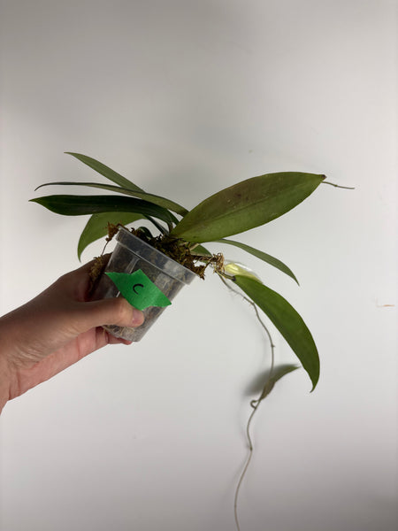 hoya soligamiana C