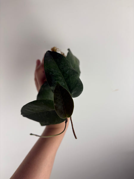 hoya Megalaster A