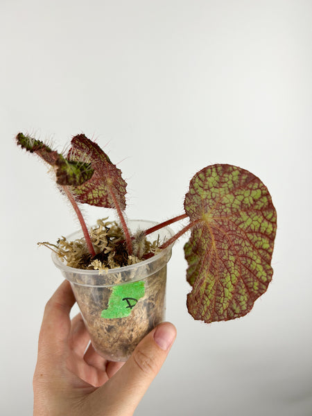 Begonia sp D - AS IS