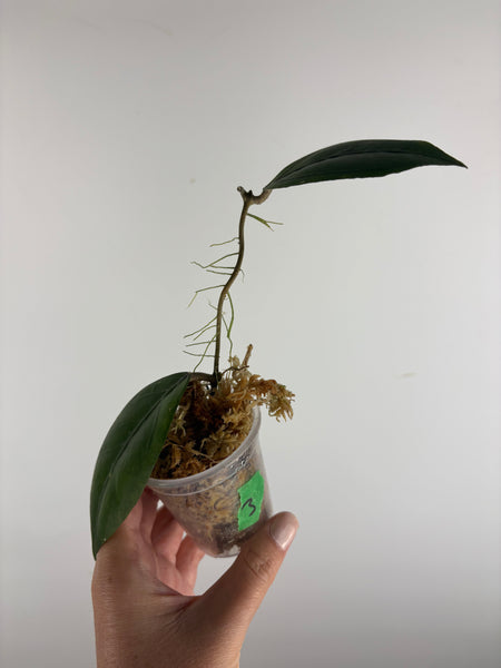 Hoya sp aceh Gomas 3A