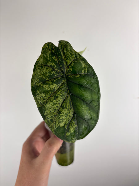 Alocasia dragon scale mint