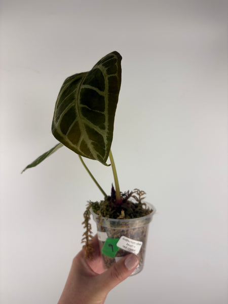 Anthurium silver blush x red crystal 9B
