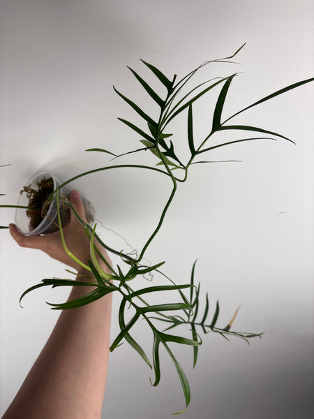 Philodendron polypodioides