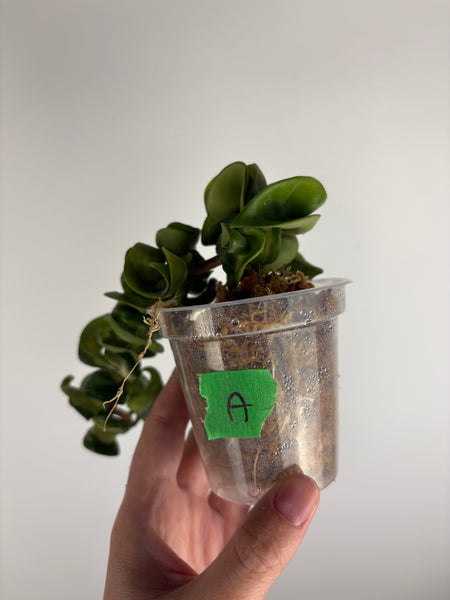 hoya compacta mauna loa A