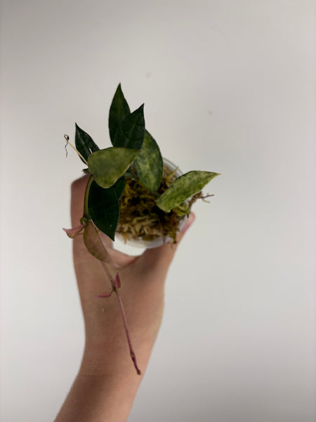 hoya lacunosa peridot G