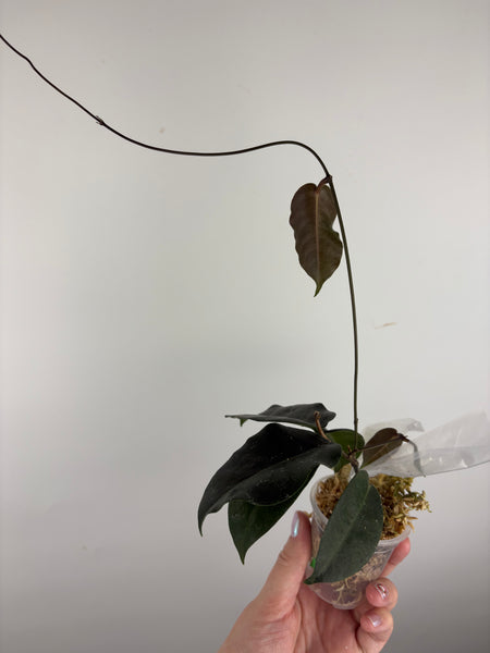 hoya Megalaster ubiyau B