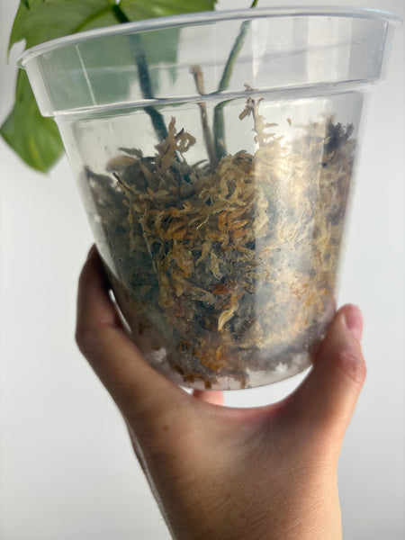 Philodendron Florida beauty x distantilobum variegated top cut lightly rooted