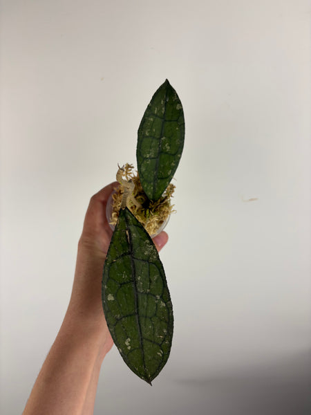 hoya clemensiorum black C