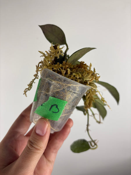 hoya lacunosa nirwana B